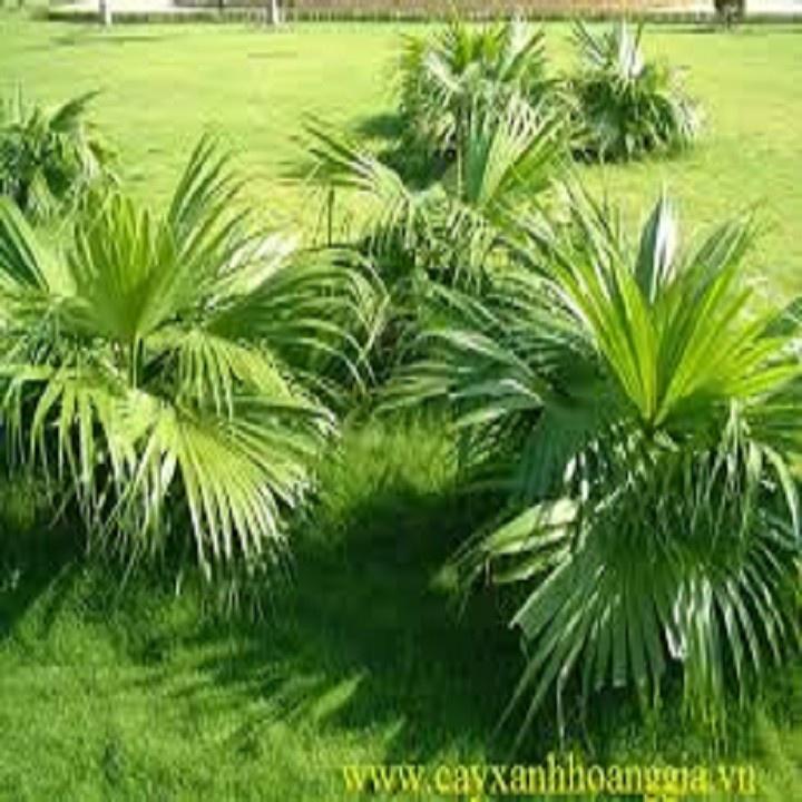 CÂY CỌ CẢNH SIÊU ĐẸP