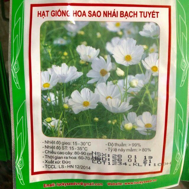 HẠT GIỐNG HOA SAO NHÁI BẠCH TUYẾT