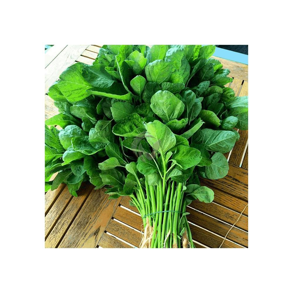 HẠT GIỐNG RAU DỀN XANH