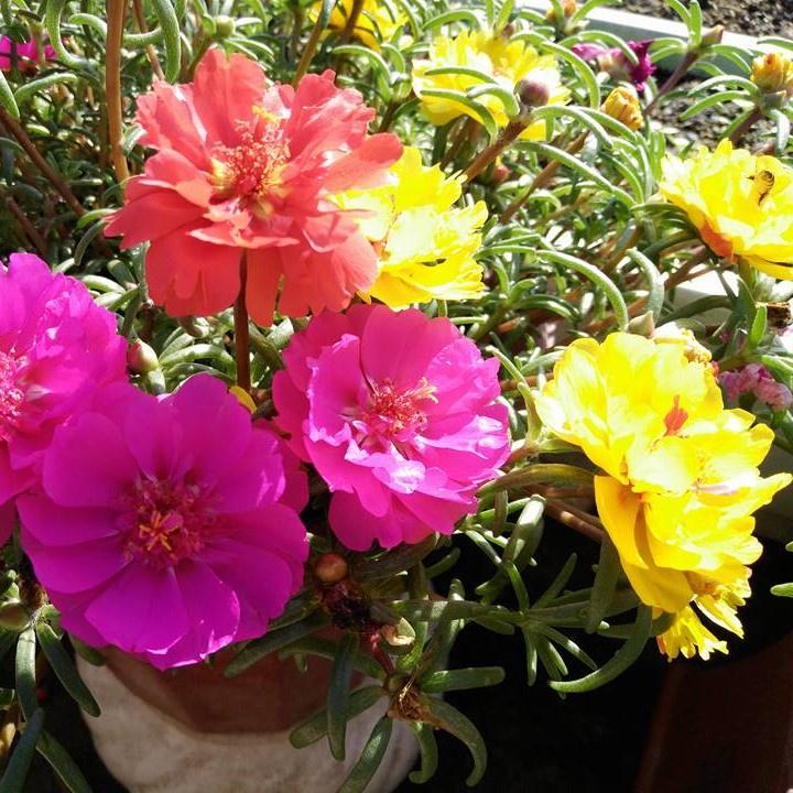 Hạt giống Hoa mười giờ kép nhiều màu, đóng gói 0.03gr