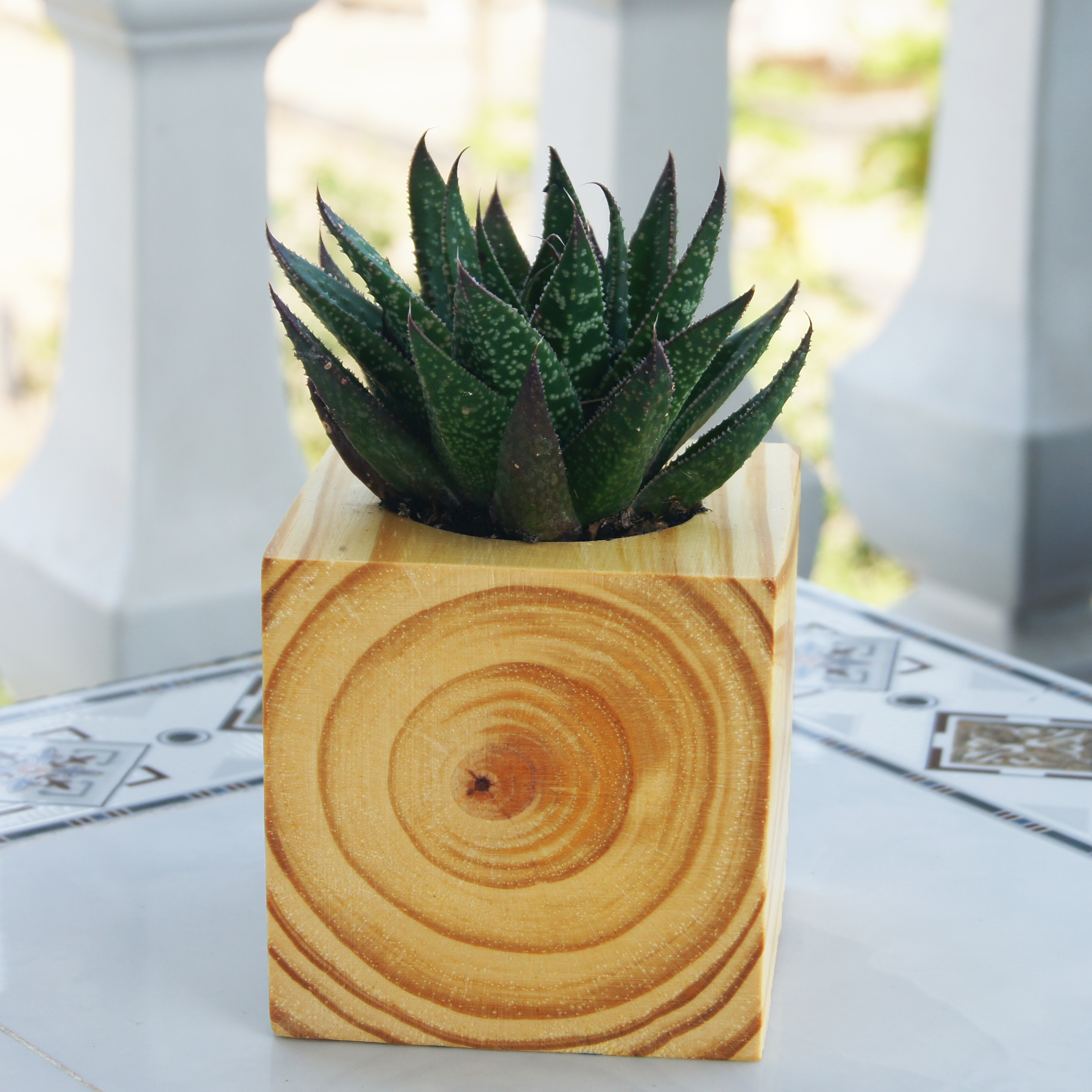 Chậu Trồng Cây Bằng Gỗ Nguyên Khối Hình Vuông - Kích thước: 9x9cm