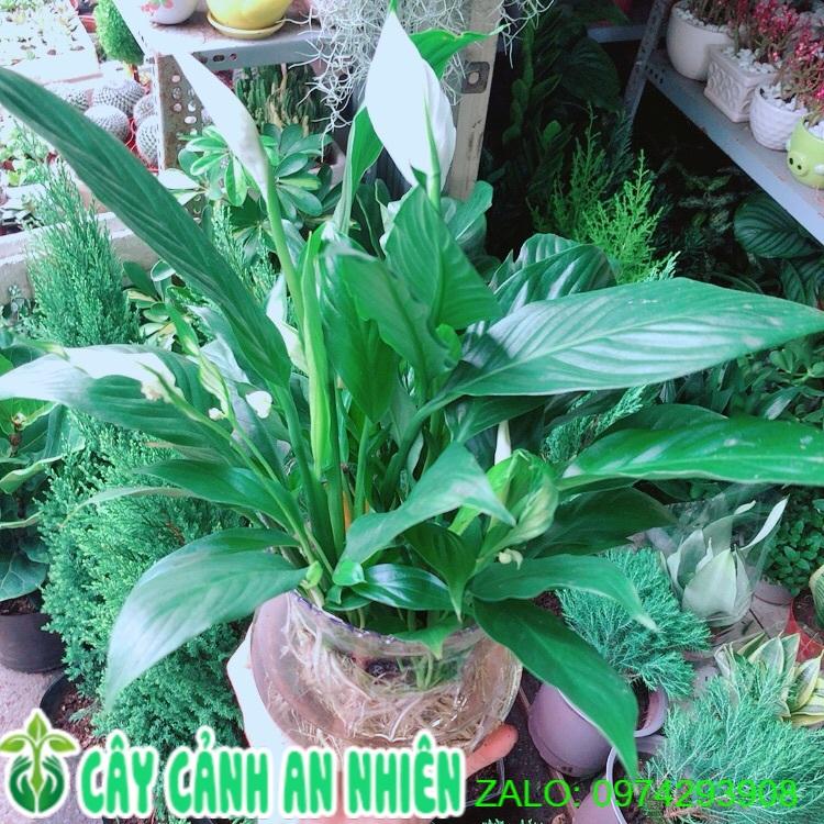 Chậu Cây Lan Ý Thuỷ Sinh