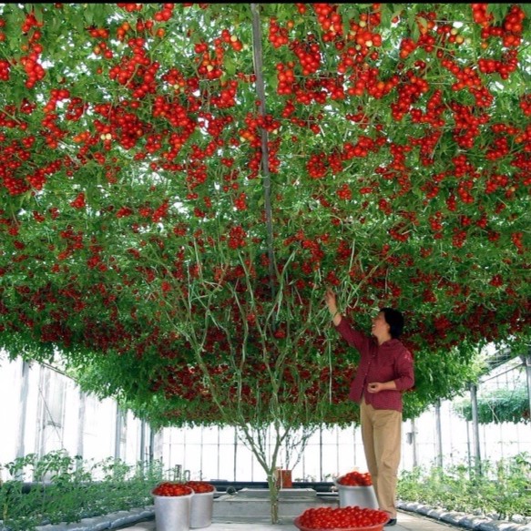 Cà Chua Bạch Tuộc 10 hạt