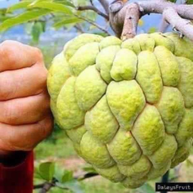 Cây na thái + Tặng 01 cây dâu da đất