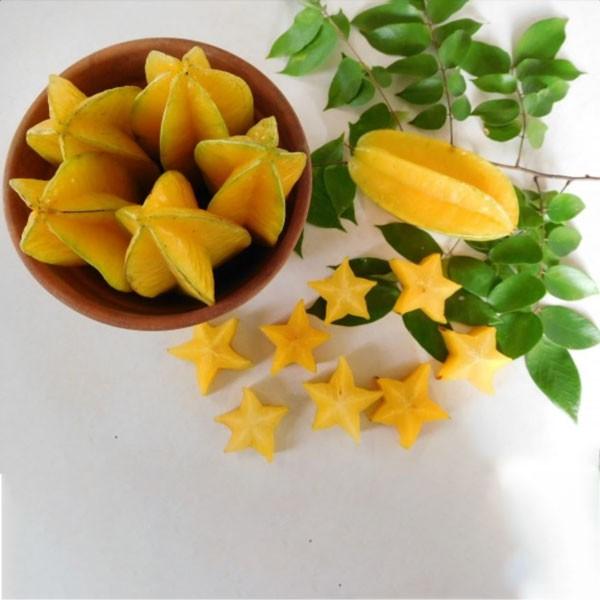 Cây giống Khế ngọt trồng chậu