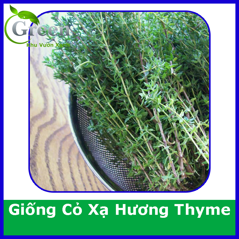 Hạt Giống Cỏ Xạ Hương Thyme (50H)