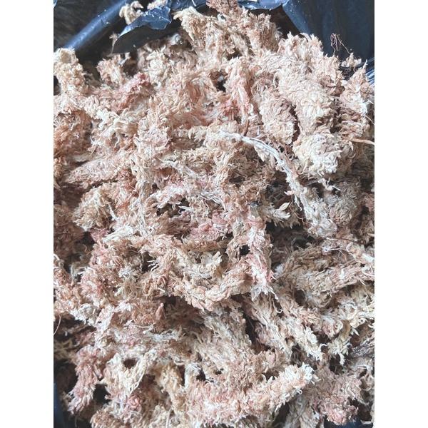 Dớn Chile trắng, Dớn con sâu, rêu trắng trồng lan, cây bắt mồi, tiểu cảnh nhập khẩu loại 1
