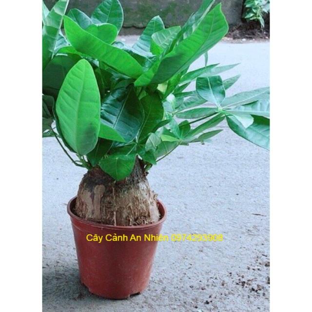 Cây Kim Ngân 1 Thân