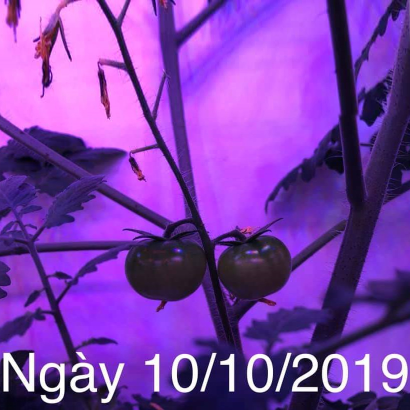 Combo 2 Đèn LED Trồng Cây và Rau Thủy Canh Trong Nhà Kính với anh sáng tím hồng giúp cây trồng và rau trong nhà phát triển nhanh