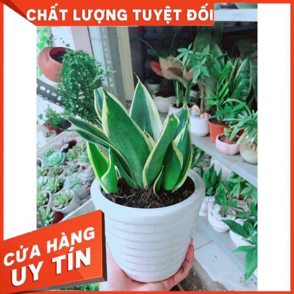 Chậu Lưỡi Hổ Thái Nhiều Người Mua