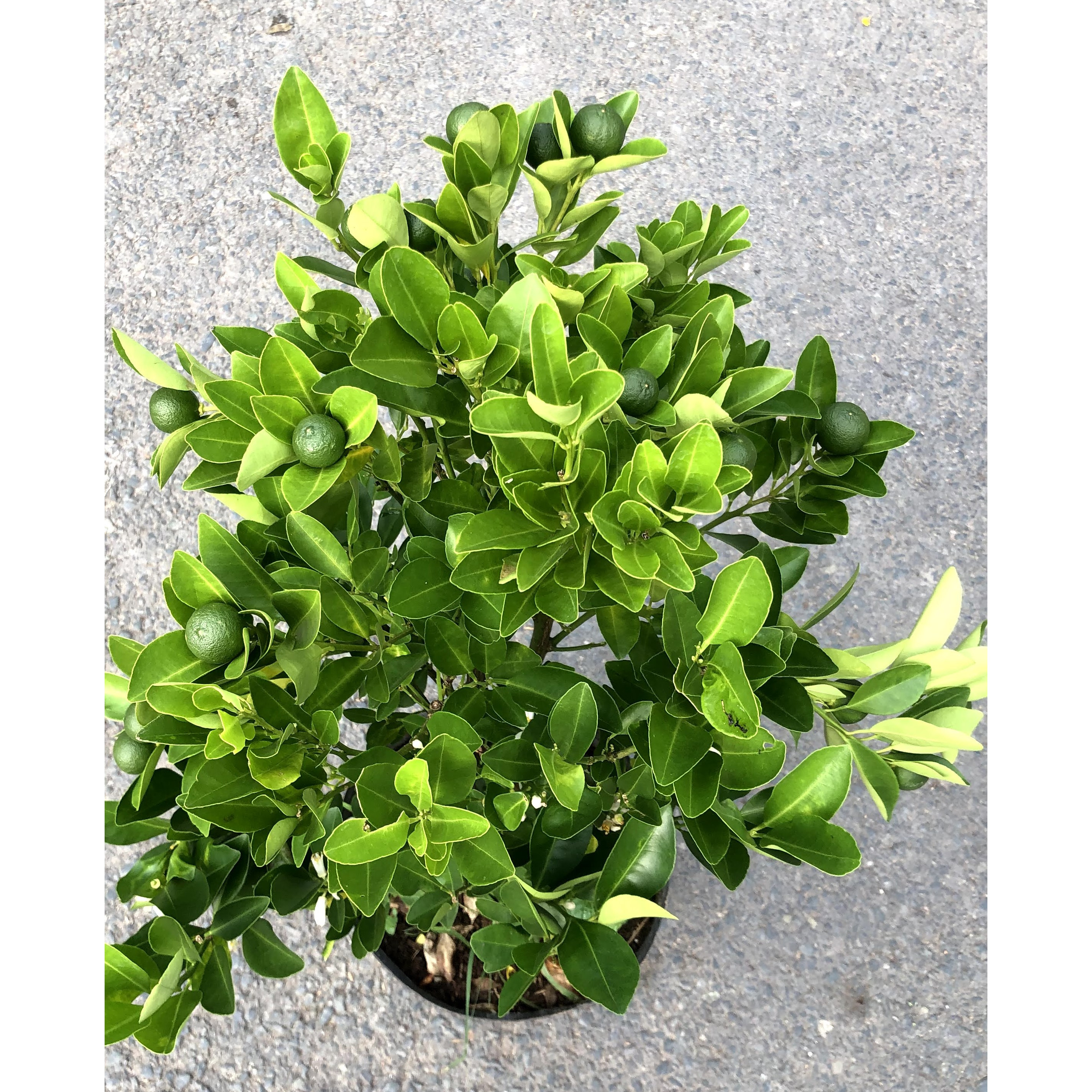 Cậy tắc chua ăn trái cao 70 - 90 cm đang có trái