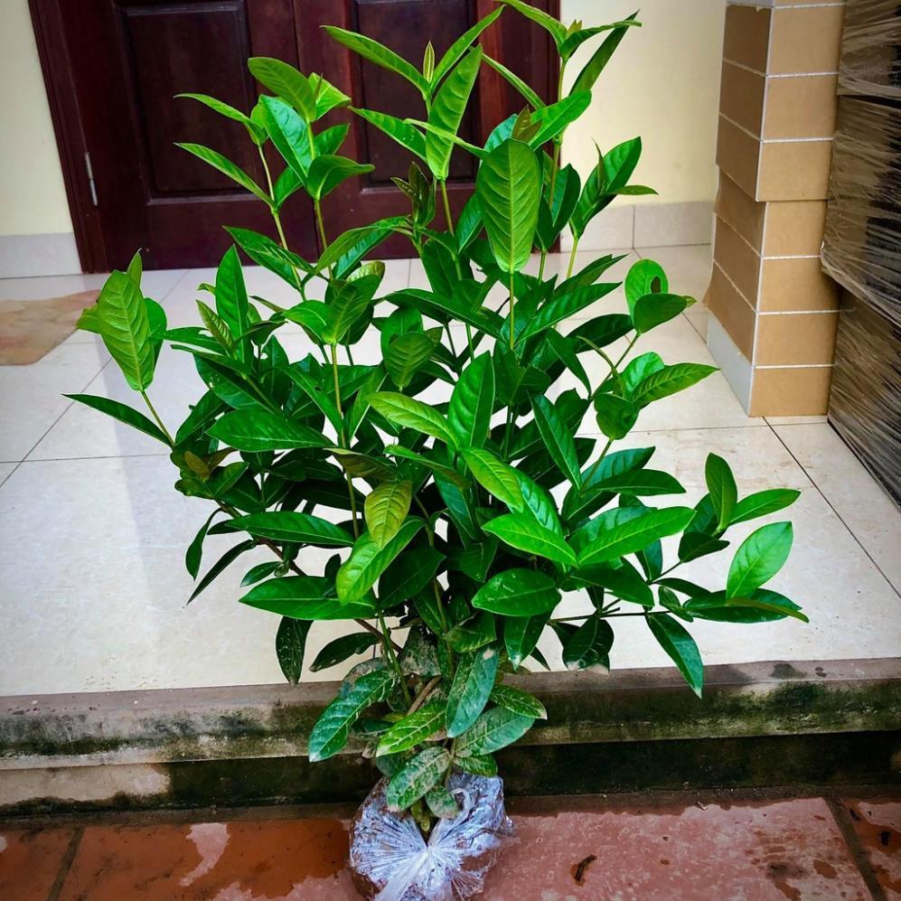 Cây mẫu đơn ta cao 60cm