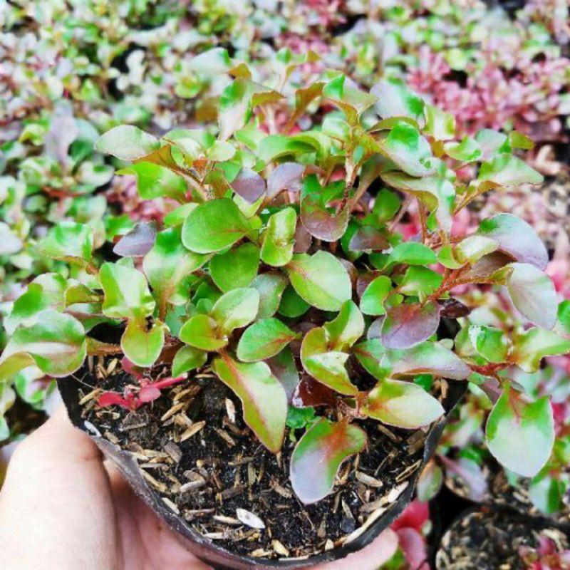 1 bụi giống cải xoang nhật