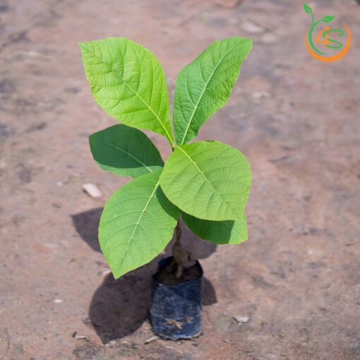 Cây giống Giá Tỵ