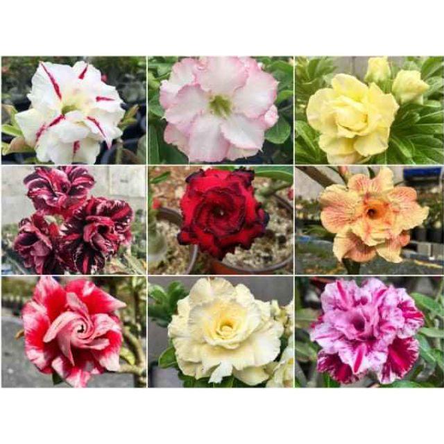 Hoa Sứ Thái Kép Đủ Màu