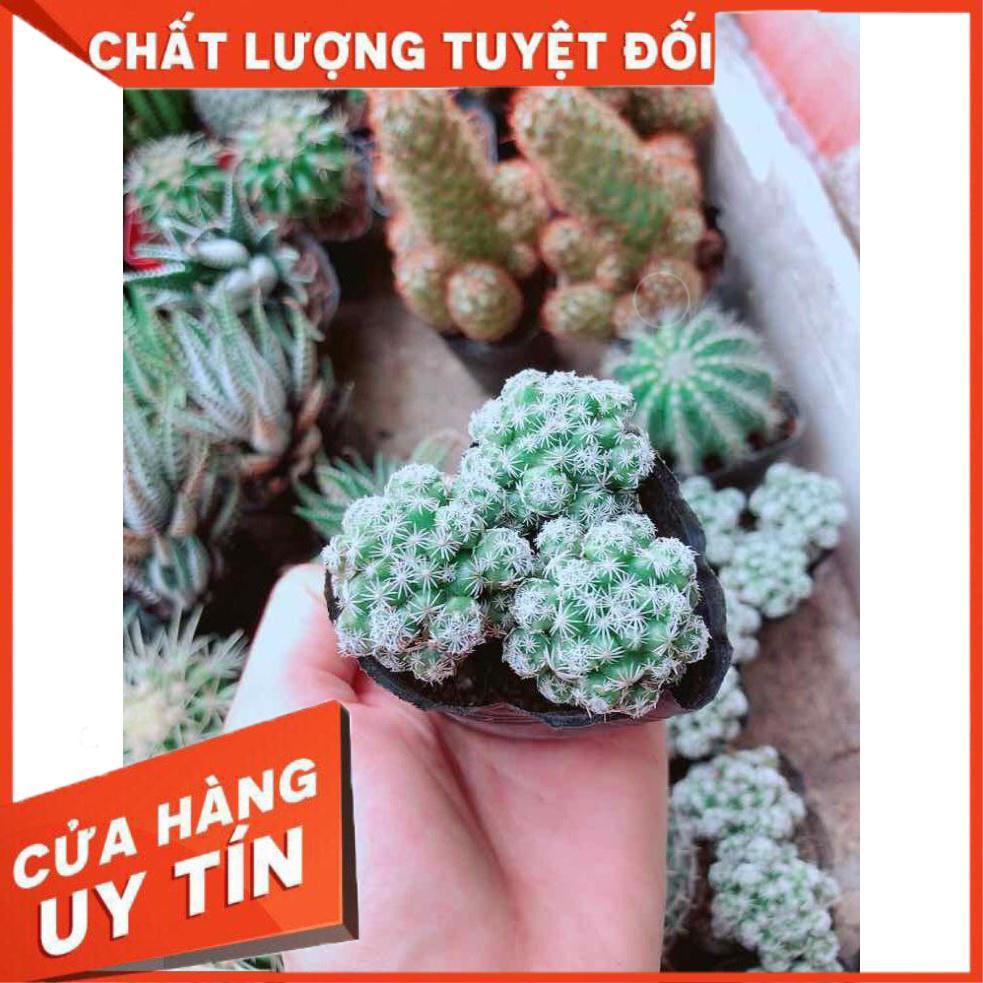 Xương rồng trứng chim Nhiều Người Mua