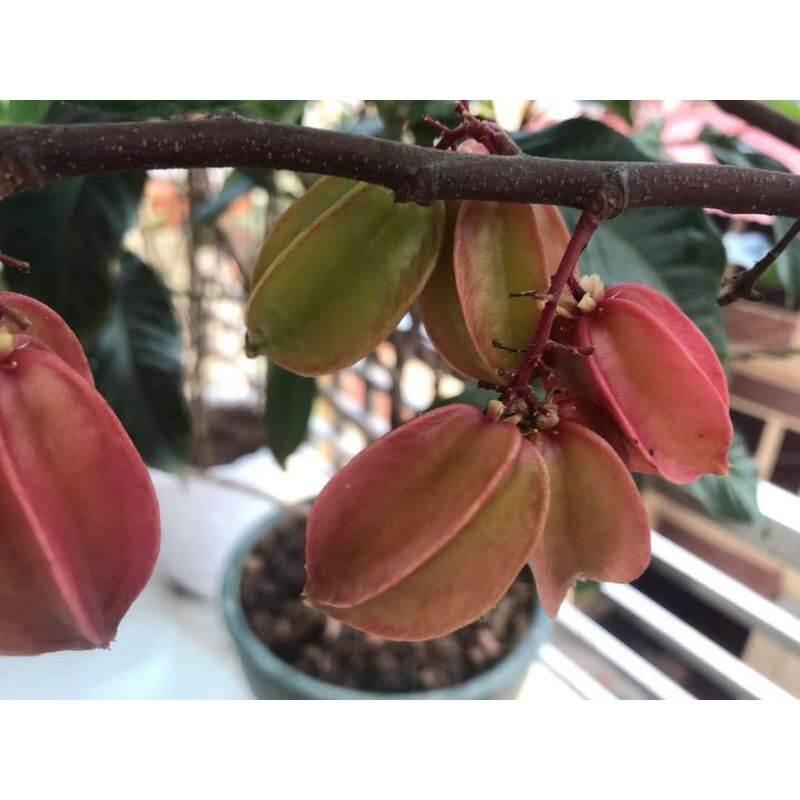 Cây giống khế 3 màu
