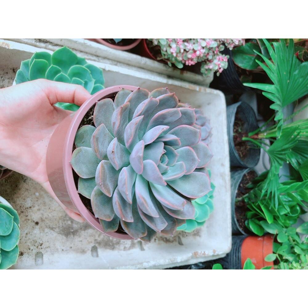 Sen Đá Tím Cánh Cứng Size Đại