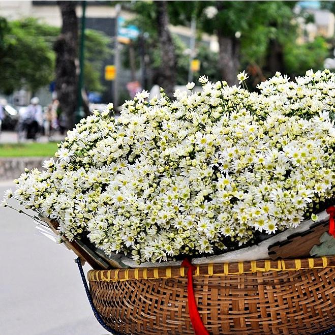 Hạt giống hoa cúc họa mi Hà Lan Rado 864 gói 0,03gr