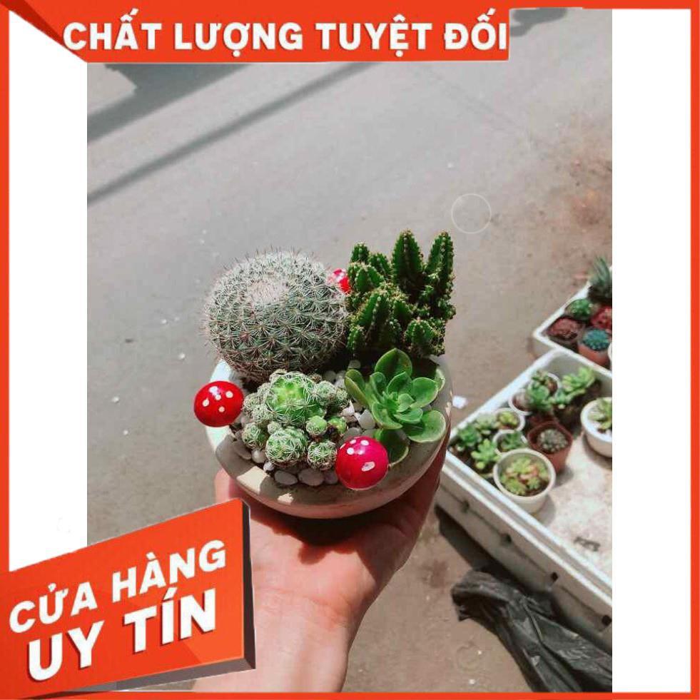 Chậu xương rồng mix Nhiều Người Mua