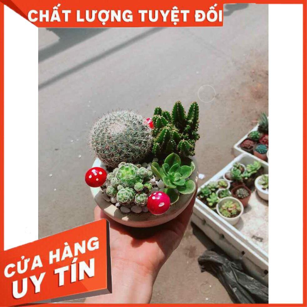 Chậu xương rồng mix Nhiều Người Mua