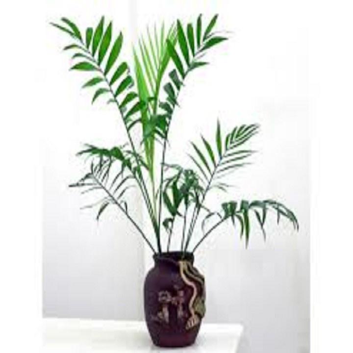 CHẬU CAU TIỂU TRÂM BONSAI