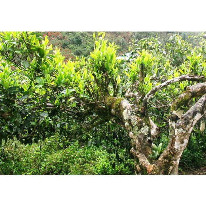 Cây giống chè shan tuyết cổ thụ Tả Phìn Hồ - Hà Giang