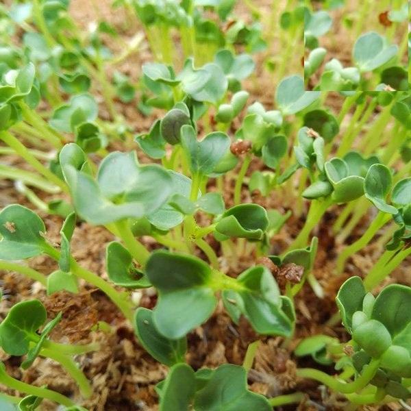 Hạt giống Mầm cải xanh đà lạt–Gói 50gram