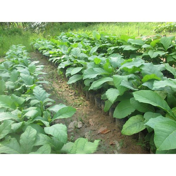 1 KG HẠT GIỐNG CÂY HÔNG