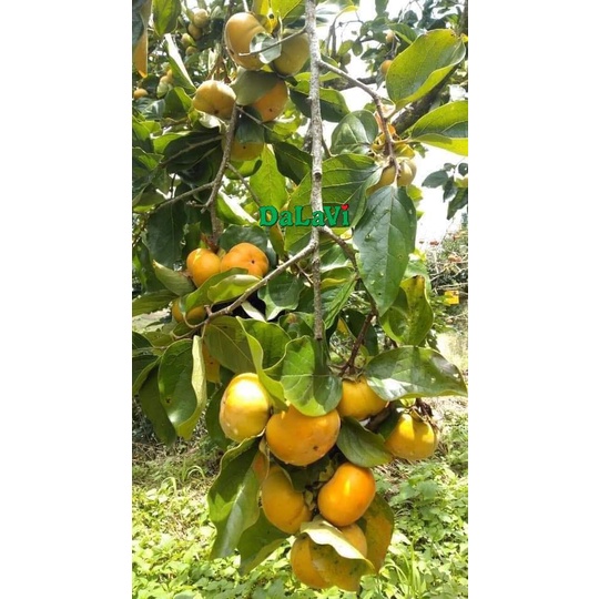Cây Giống Hồng giòn không hạt nhật bản