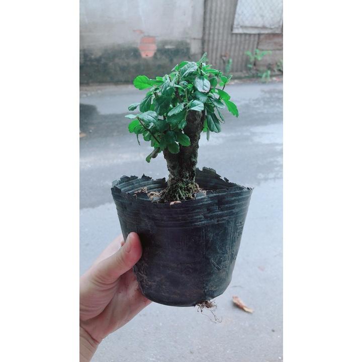 Trà Phúc Kiếng Bonsai