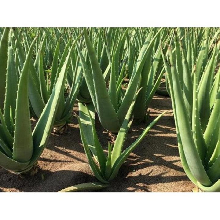 Giống cây nha đam thái bẹ to Giống cây nha đam thái bẹ to