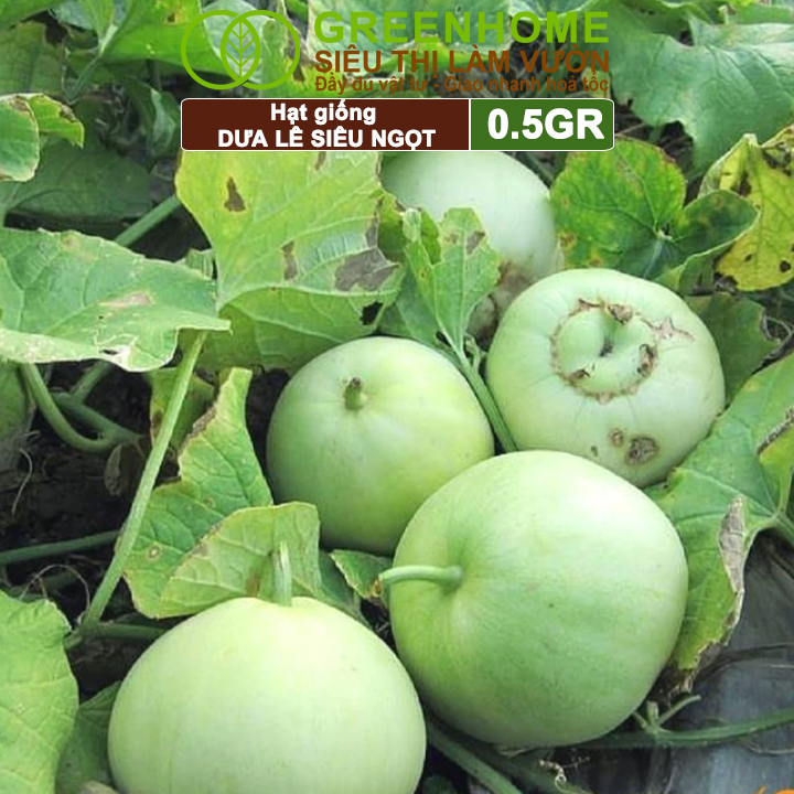 Hạt Giống Dưa Lê Popoca Siêu Ngọt, Greenhome, Gói 0.5GR, Dễ Trồng Quanh Năm, Nảy Mầm Cao, T25