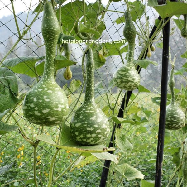 Hạt Giống bầu thiên nga 69