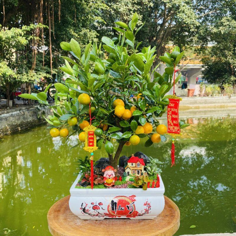 Chậu quất tiểu cảnh tài lộc chưng Tết - cây quất cảnh phối tiểu cảnh tài lộc để bàn