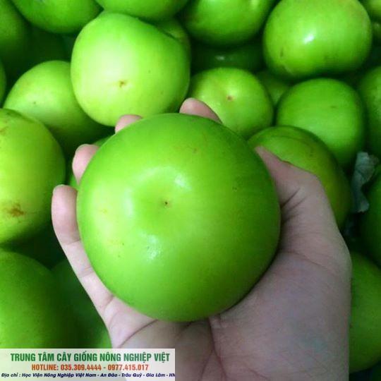Cây Giống Táo Đại