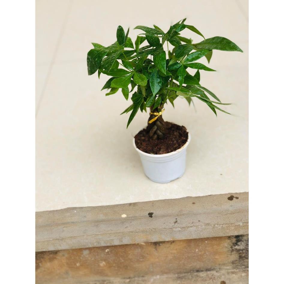 Cây kim ngân bonsai -Không giao dc 19 tỉnh Miền Nam