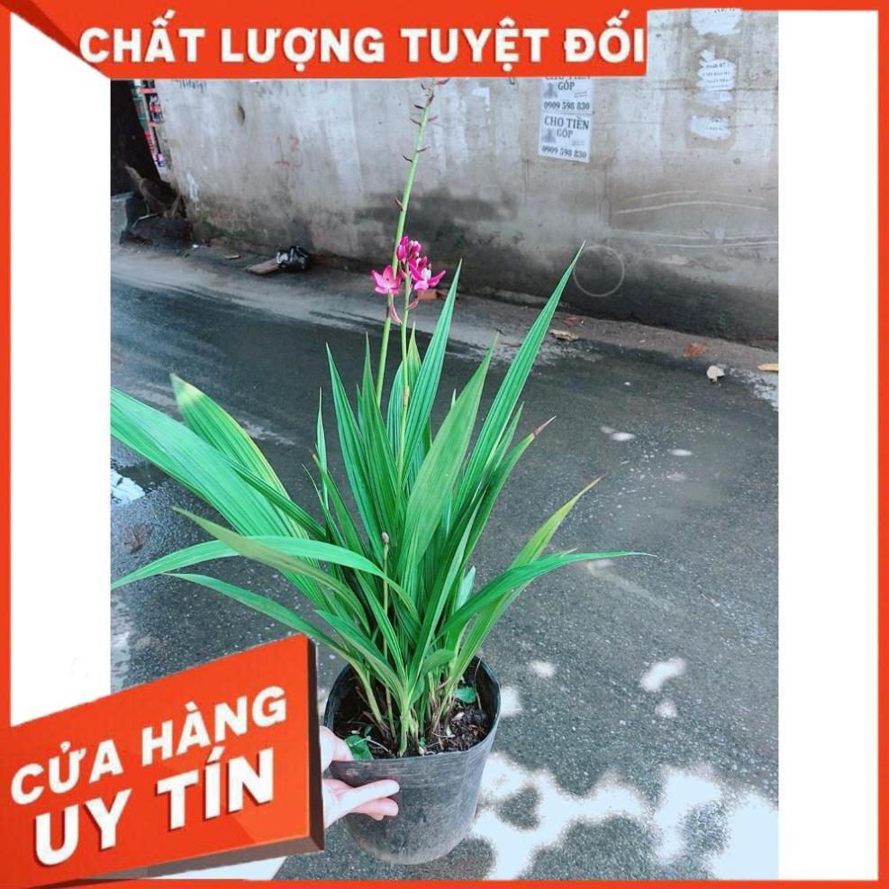 Cây Địa lan, lan đất hay lan chu đinh