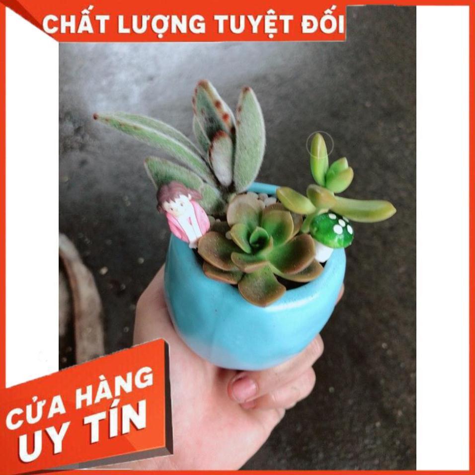 Chậu sen đá tiểu cảnh 7
