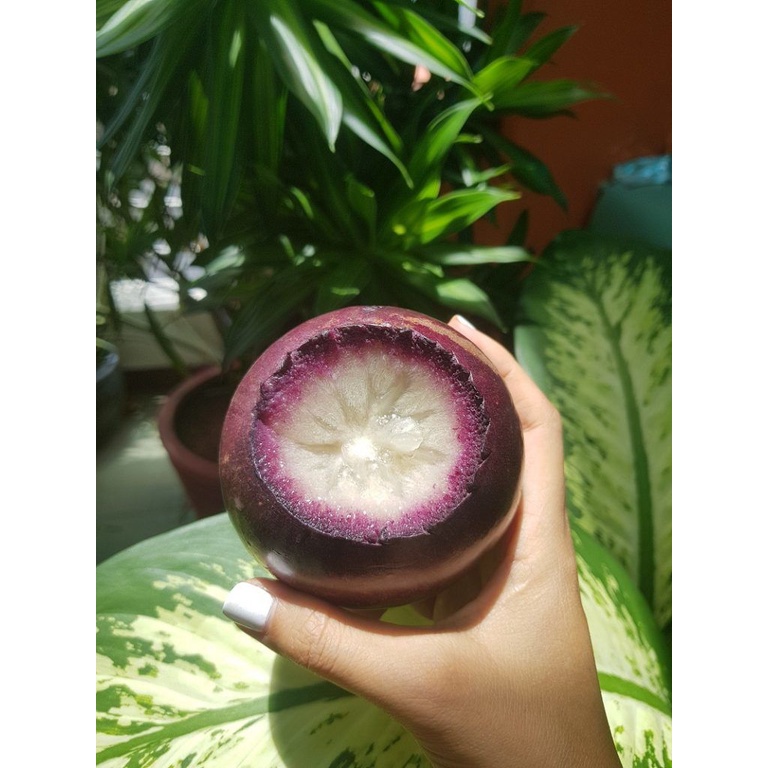 Cây giống vú sữa tím mika