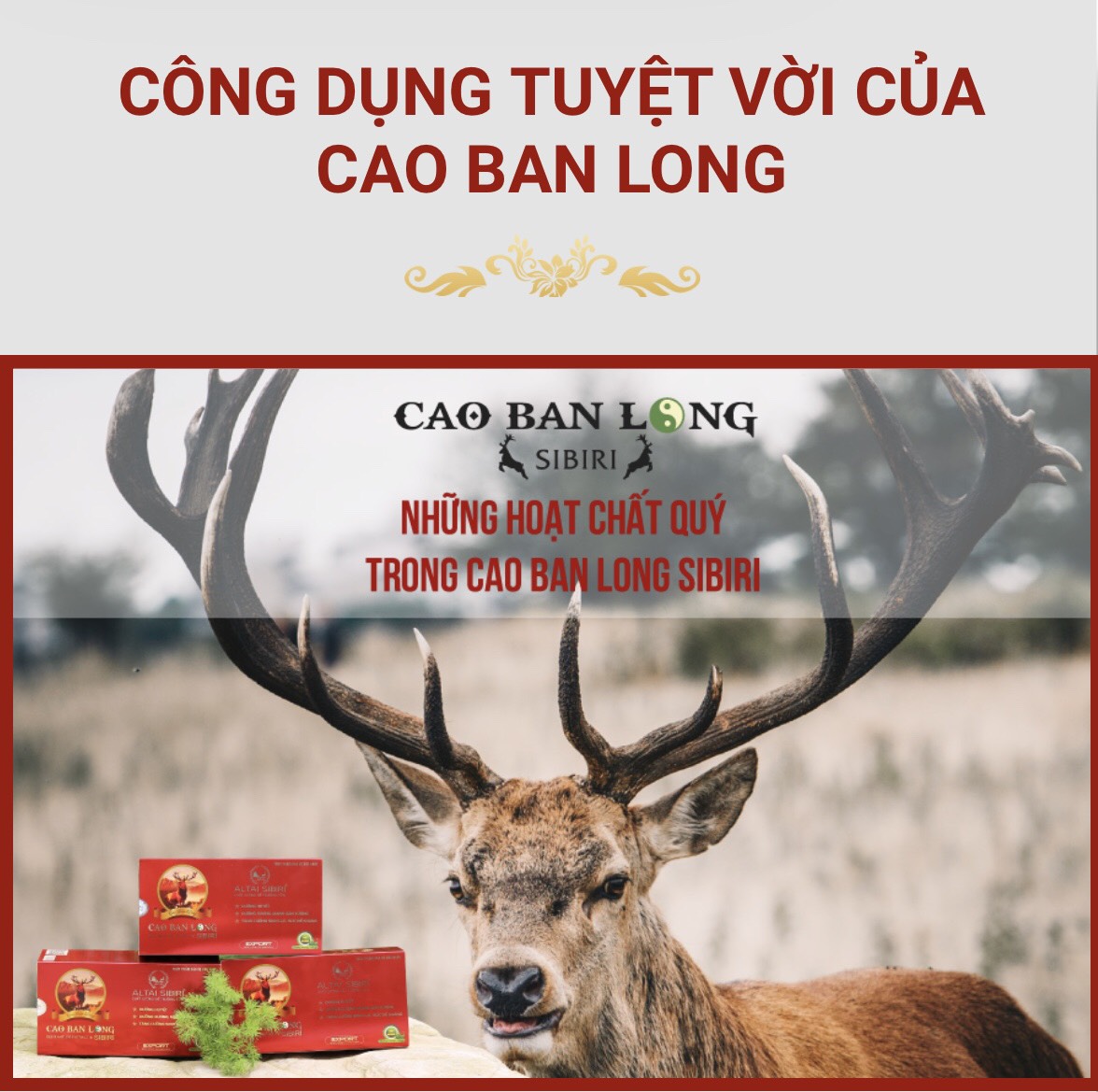 Cao ban long Sibiri (50gram) Bồi bổ cơ thể, bổ máu, dưỡng gan thận, mạnh gân xương, trừ phong thấp, tăng sức đề kháng