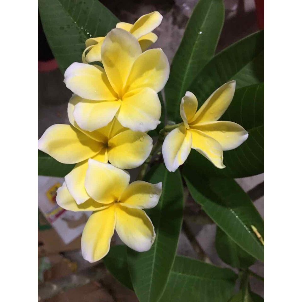 Cây sứ đại hoa vàng hoa rất thơm