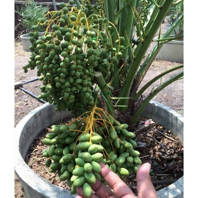 Hạt giống chà là Trung Đông CT237 - Gói 5 hạt