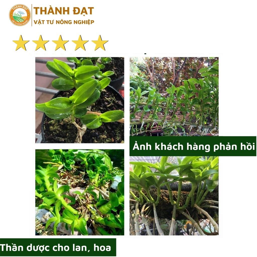 Thuốc chống thối nhũn cho lan A8VIP Ngọc Linh-Đặc trị thối nhũn khô nhanh vết thối trong 12h lọ 250ml