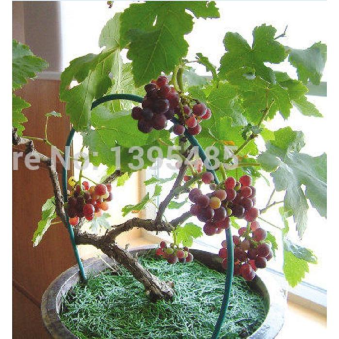 Hạt giống nho lùn Pháp KNS3445 - Gói 10 hạt