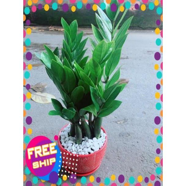 Chậu Kim Phát Tài