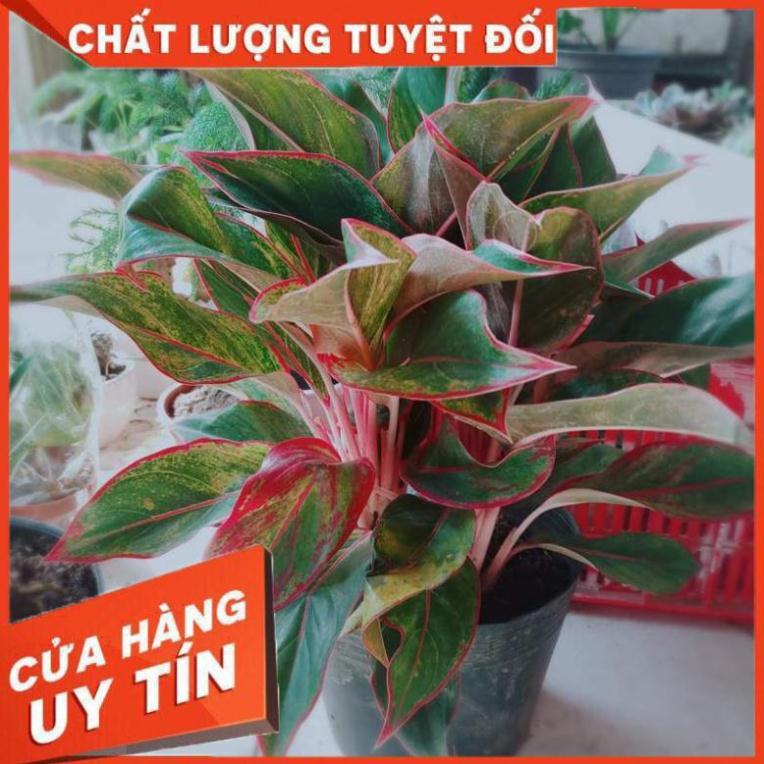 Cây Phú Quý Nhiều Người Mua