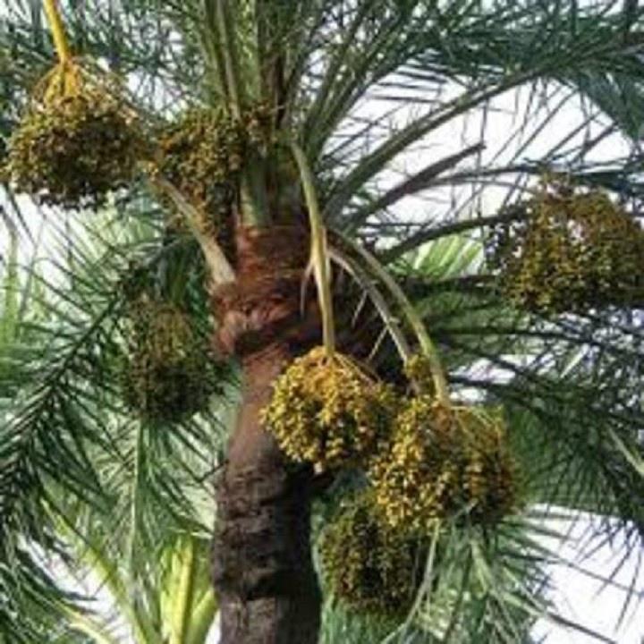 CÂY GIỐNG CHÀ LÀ TRUNG ĐÔNG SIÊU QUẢ