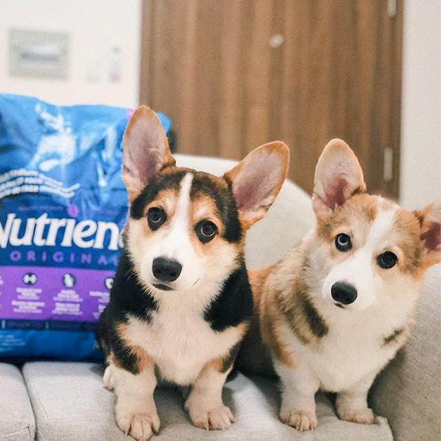 Thức Ăn Cho Chó Corgi Nutrience Original Bao 5kg Da Lông Bóng Mượt - Thịt Cừu, Rau Củ, Trái Cây