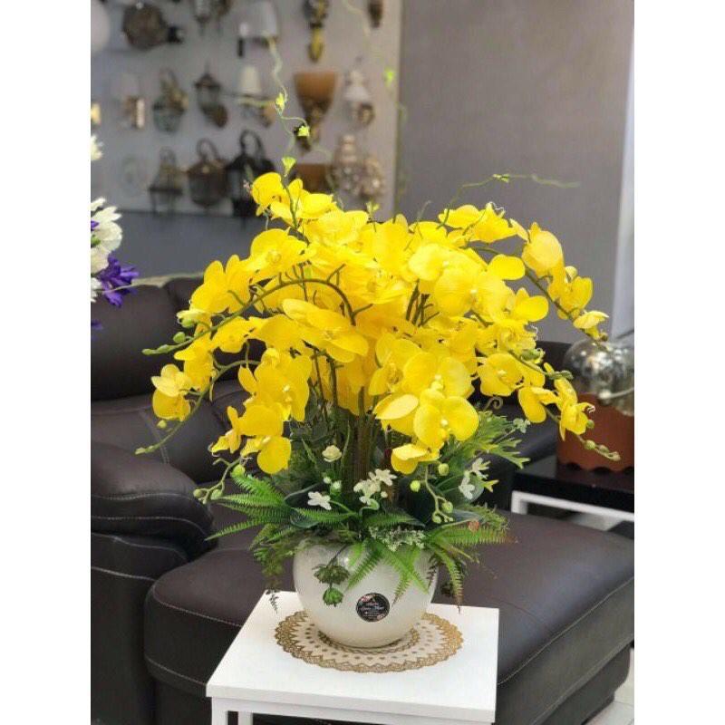 Lan Hồ Điệp Cao Su 7 bông,9 bông loại đẹp